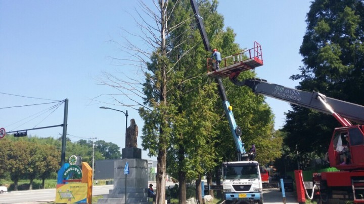 담양군, 여름철 태풍, 집중호우 대비 위험수목 제거 나서