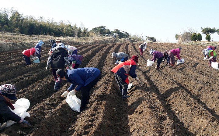 노인일자리사업 일환으로 유휴 토지에 감자 심어