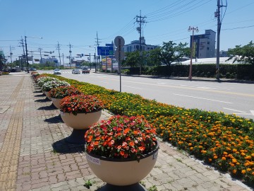 속초시 주요 도로변에 여름 꽃 10종 30만 본 식재 