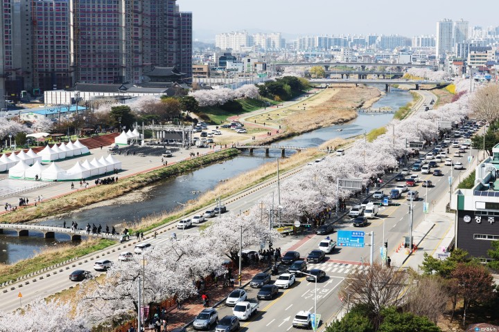 무심천에 내려앉은 분홍빛 설레임… ‘청주의 봄’ 만개