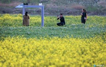 [포토] 유채꽃밭 추억만들기
