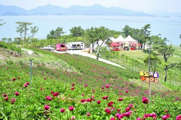 신안군, 옥도서 첫 작약 꽃축제 열려… 오는 25일까지 연장