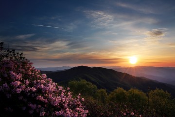 영주 소백산 철쭉축제 이번 주말 절정 온통 연분홍 빛 물들어..