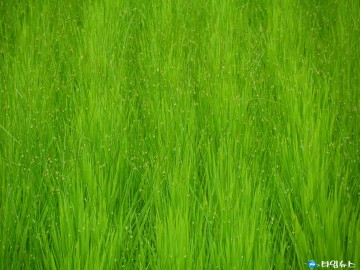 충북농업기술원, 제초제 저항성 논잡초 적기 방제 당부