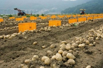 고령군,개진감자 직판장 개장!