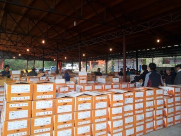 감고을 영동군, 감 거래 ‘깨끗하고, 투명하게!’