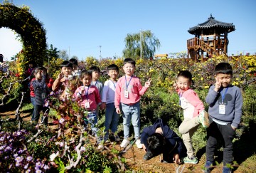 서산시 서산국화축제장 국화 만개해 가을정취를 만끽