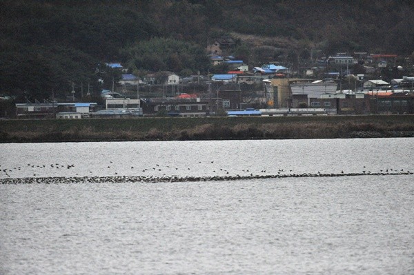 "가창오리떼, 드디어 금강에 나타났다"