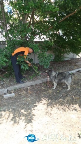  전남 벌교읍 벌교역 가시철조망에 걸린 반려견(보더콜리) 안전구조