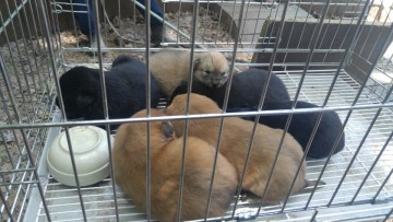 시민안전을 위협하는 유기견 성견 및 새끼 7마리 포획