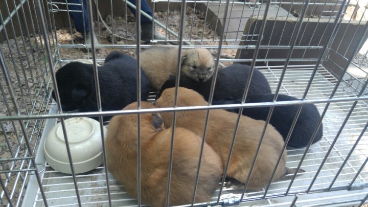 시민안전을 위협하는 유기견 성견 및 새끼 7마리 포획