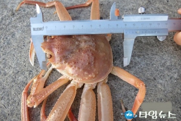 포항해경안전서, 체장미달 대게 포획사범 검거