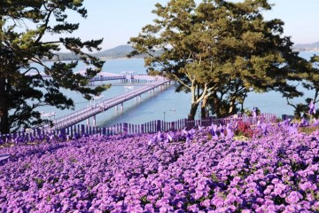 신안군, 3년 만에 퍼플섬 아스타꽃 축제 개최  
