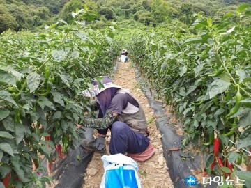 무공봉사회, 고추 농가 일손돕기 봉사로 구슬땀