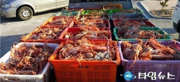 암컷대게(빵게) 및 체장미달대게 대량 유통업자 검거