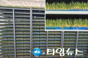 경주시, ‘삼광벼’대체품종‘친들벼’ 보급 나서