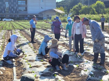 의성군, 치매친화마을 치유텃밭에서 배추 모종 심기 활동 진행