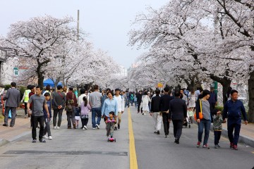 2019 정읍벚꽃축제 작년보다 7일 앞당겨 이달 30일 시작
