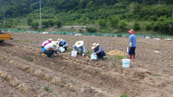 남정면 직원들, ‘농촌일손돕기’로 구슬땀 흘려