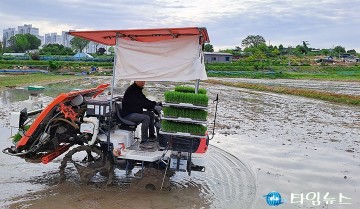 올해 첫 모내기, 대전 유성구 들녘서 시작…GAP 인증 농가 '진광' 품종 본격 재배