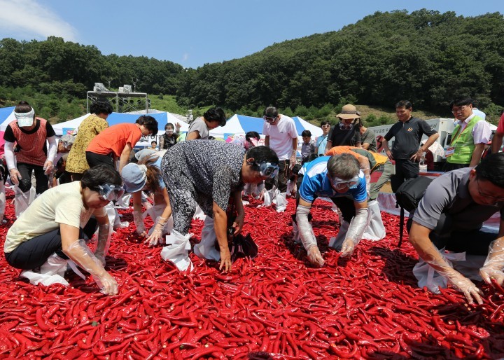 괴산고추축제 ‘황금고추를 찾아라’행사 성황
