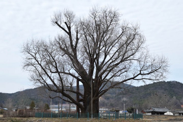  노거수에 얽힌 500년 전설 영원히 기억된다!