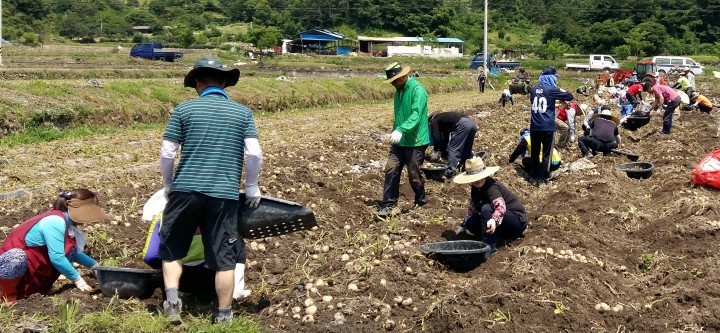 함양군 휴천면 감자농가에 3개 기관합동 수확일손돕기 ‘구슬땀’
