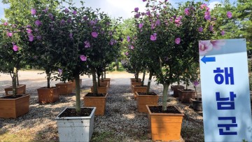 해남군, 전남도 무궁화 우수분화 품평회 대상 수상