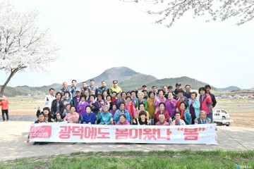 진보면 광덕1리 봄맞이 벚꽃행사 개최