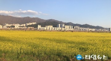 ‘봄기운 가득’ 부산 낙동강 유채꽃 축제 개막