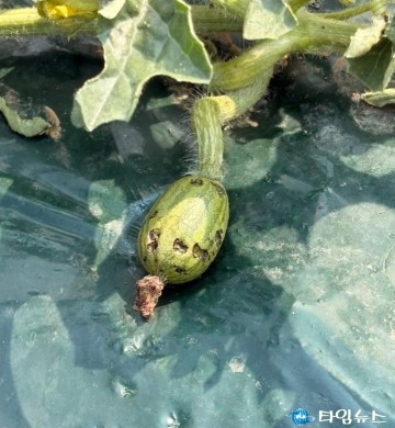 단양군, 자연재해 농업피해 지원 현실화 촉구