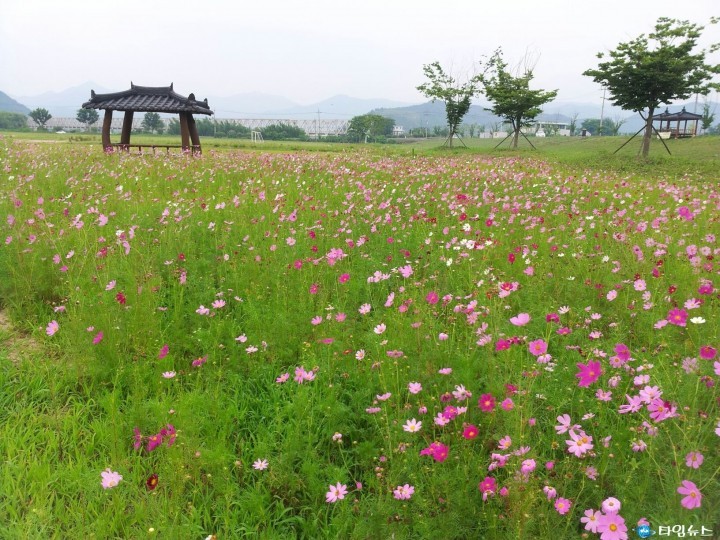낙동강변 꽃들의 향연 펼쳐져 
