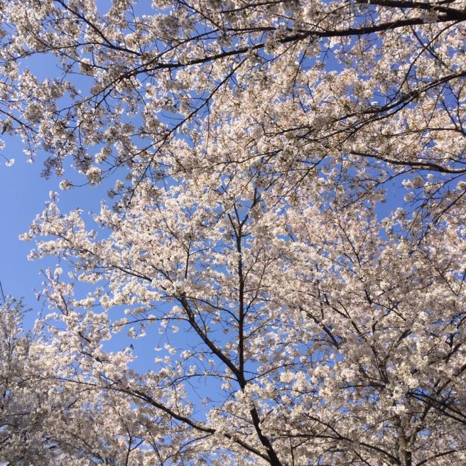  제천시 청풍면 청풍호 벚꽃축제 기대감 "만발"