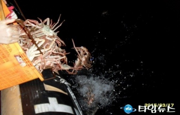 포항해경, 체장미달대게 350마리 불법 포획 검거