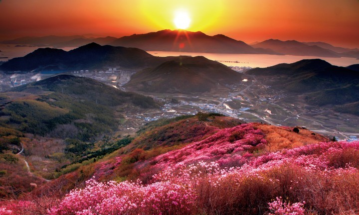 여수 영취산 진달래 축제 오늘부터 사흘간 열려