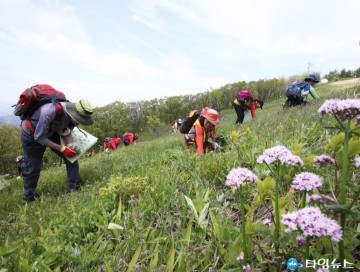 영양군, ‘산나물 축제’ 11일부터 일월산 일원에서 개막