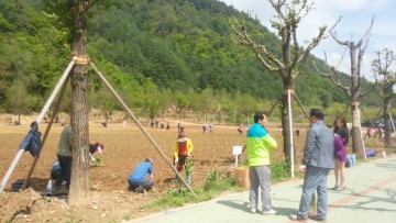 평창군 대화면, 더위사냥축제장(포토존)꽃묘 심기 행사