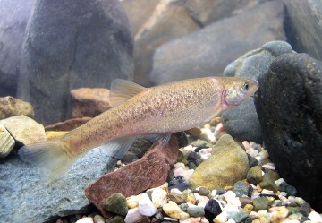  성남시 버들치·파파리반딧불이·청딱따구리 생물 깃대종 선정