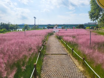 가을을 알리는 낙동강변 핑크뮬리 개화 시작