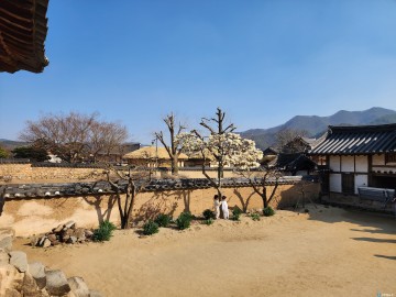 [포토뉴스] 하회마을과 병산서원 봄꽃 삼매경...