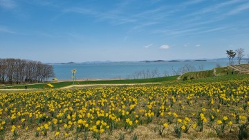 봄의 정령, 수선화와 함께하는 희망의 축제 신안군서 열려