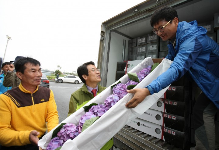 강진군 절화수국 국내 최대생산 日 최대수출 준비 끝