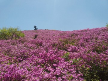 보성군, 철쭉군락지 일림산 탐방 환경 개선 