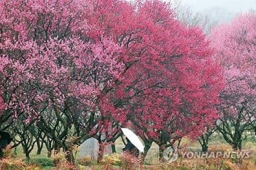 대구·경북, 오후 늦게 ‘단비’ 시작… 극심한 가뭄·건조주의보 해제 전망