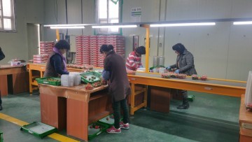 상큼하고 아삭한 “군위 e-로운딸기” 첫 공선출하