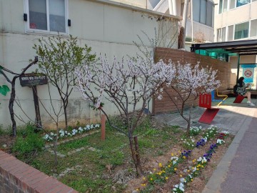 광주 남구, 버스정류장 쉼터에도 벗꽃만개