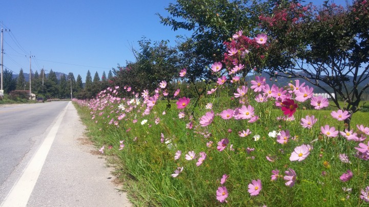 담양군, 코스모스 꽃길 따라 ‘대나무박람회’ 오세요!