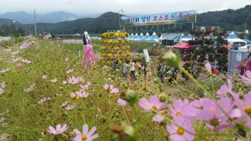 제11회 장천코스모스 축제 대단원의 막을 내려...