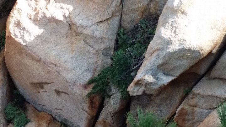 동구, 대왕암공원 내 희귀종 ‘눈향나무’ 증식추진