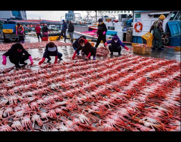 울진군, 죽변항 수산물 축제 개최 